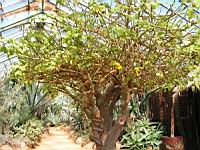 Uncarina grandidieri (fam Pedaliacees) (Madagascar) (Photo F. Mrugala) (1)